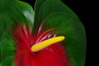 Flamingoblume - Anthurium 22