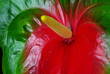 Flamingoblume - Anthurium 23
