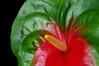 Flamingoblume - Anthurium 24