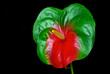 Flamingoblume - Anthurium 25