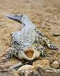 Crocodile