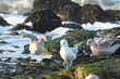 Brown and silver seagulls Brown and silver seagulls
