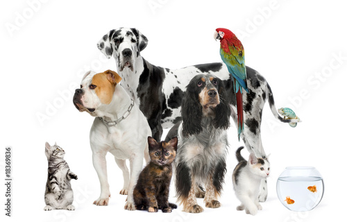 Group of pets standing in front of white background, studio shot