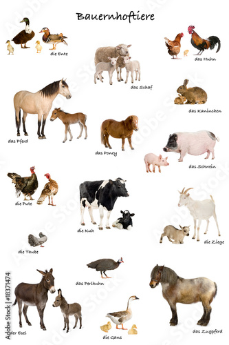 Photo: educational poster with farm animal in German educational poster with farm animal in German