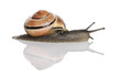 Garden snail in front of a white background, studio shot Garden snail in front of a white background, studio shot