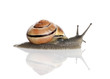 Garden snail in front of a white background, studio shot Garden snail in front of a white background, studio shot