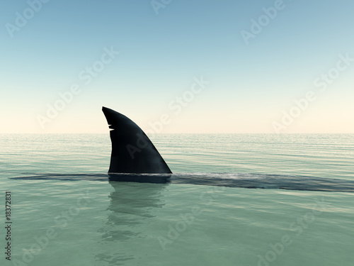 Shark
