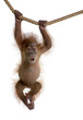 Baby Sumatran Orangutan hanging on rope against white background Baby Sumatran Orangutan hanging on rope against white background
