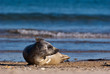 Eine Kegelrobbe auf der Düne bei Helgoland Eine Kegelrobbe auf der Düne bei Helgoland