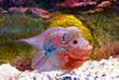Flowerhorn Cichlid fish