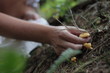 pilze ernten