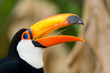 Toco Toucan in deep vegetation Toco Toucan in deep vegetation