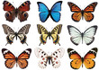 butterflies isolated on white