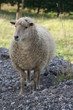 Ouessant Schaf