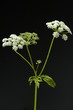 Giersch; Aegopodium Podagraria