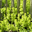 Goldoregano; Origanum; Vulgare
