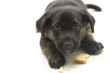 Puppy Puppy