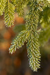Spruce branch