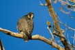 Peregrine Falcon