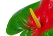 Flamingoblume - Anthurium 26