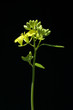 Schwarzer Senf; Senf; Brassica nigra
