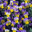 Stiefmuetterchen; Viola tricolor