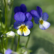 Wildes Stiefmuetterchen