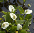 Sumpf-Calla; Calla; Calla palustris