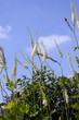 Traubensilberkerze