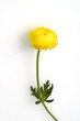 Trollblume; Trollius europaeus
