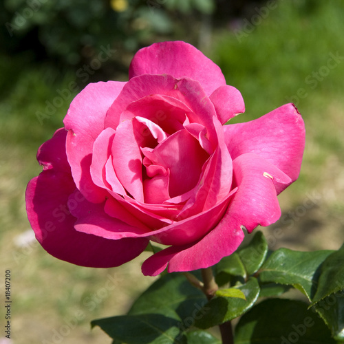 Foto: Teehybridrose, Fragrant lady Teehybridrose, Fragrant lady