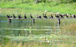 bridge covered in cormorants, guatemala