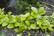 Green vine