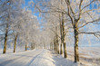 Frost covered birch tree