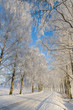 Frost covered birch tree