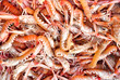 langoustine vivante langoustine vivante