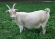 Grasende Ziege