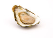 Oyster on a white background