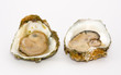 Oyster