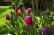 Tulpen