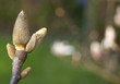 Knospe