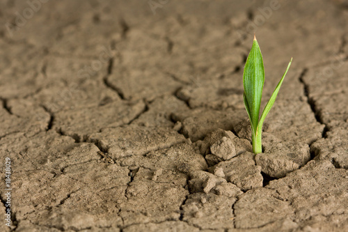Life beginning on wasteland