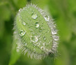 Wassertropfen Mohn