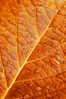Redleaf. Redleaf.