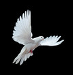 A free flying white dove isolated on a black A free flying white dove isolated on a black