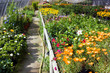 flowers in greenhouse