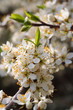 Prunus spinosa