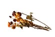 Foto: Roses which shrivelled Roses which shrivelled