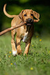 Rhodesian Ridgeback Welpe
