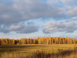 Autumn forest